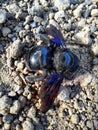 Violet carpenter bee on the ground Royalty Free Stock Photo