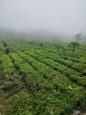 The story behind of the tea