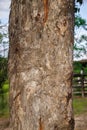 The story of a tree: a rugged bark texture with a healing scar as a symbol of life Royalty Free Stock Photo