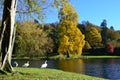 Swans, Colourful Leaves and Blue Lake - Stourhead Garden in Autumn, Wiltshire, UK Royalty Free Stock Photo