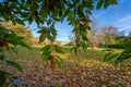 Stourhead House seen from the gardens framed by a tree with vibrant autumn, fall leaves and foliage at Stourton, Wiltshire, UK