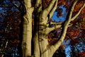 Stout beech strong trunk and richly branched branching. on the branches there are autumn yellow leaves and a gray metallic bark si