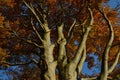 Stout beech strong trunk and richly branched branching. on the branches there are autumn yellow leaves and a gray metallic bark si