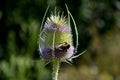 Is a stout biennial herb. Plain brush is suitable after flowering in decorations Properties grows to a height of 0.8 - 2m blooms