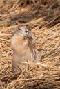 Cute Prairie Dog Facing Forward  looking right stuffing food in mouth  with hands at mouth standing upward Royalty Free Stock Photo