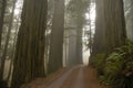 Stout Grove redwoods