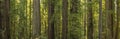 Stout Grove Redwoods Forest Panorama