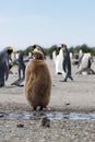 A Stout Juvenile King Penguin or Oakum Boy with Brown Downy Feathers
