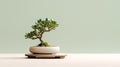 Stout Minimalist Bonsai Tree On Ceramic Plate - Hd Desktop Wallpaper