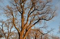 Stout oak strong trunk and richly branched trees. Blue sky, tree crown. Very durable wood. trees grow on the embankment of the pon