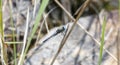 A stout pintail, Acisoma inflatum, dragonfly, perched atop dry twigs in a field in South Africa Royalty Free Stock Photo