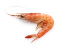 Stout red shrimp Aristeus virilis Royalty Free Stock Photo