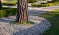 Stout tree growing up to 40 meters. The bark is gray-black to yellow-brown, the root system is based on a massive main root that l