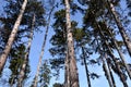 Stout tree growing up to 40 meters. The bark is gray-black to yellow-brown, the root system is based on a massive main root extend