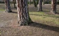 Stout tree growing up to 40 meters. The bark is gray-black to yellow brown, the root system is based on a massive main root going