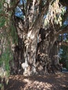 Stoutest trunk of the world of exciting Montezuma cypress tree at Santa Maria del Tule city in Mexico - vertical