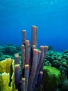 Stove pipe sponge and hard corals