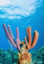 Stove-pipe sponge, tube sponge Royalty Free Stock Photo