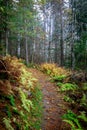 Stowe Village Vermont USA forest walking path Royalty Free Stock Photo