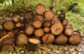 A Stack of Tree stubs, at Strichen Lake Aberdeenshire, Scotland, UK.