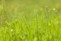 Stract nature green yellow blurred background. Spring summer meadow grass, little white flowers and plants with beautiful bokeh Royalty Free Stock Photo