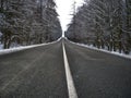 Straight asphalt road after snowfal among snow covered trees