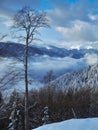 Straight beech tree during winter Royalty Free Stock Photo