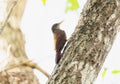 Straight-billed Woodcreeper (Dendroplex picus) in Brazil Royalty Free Stock Photo