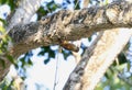 Straight-billed Woodcreeper (Dendroplex picus) in Brazil Royalty Free Stock Photo