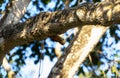 Straight-billed Woodcreeper (Dendroplex picus) in Brazil Royalty Free Stock Photo