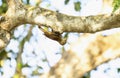 Straight-billed Woodcreeper (Dendroplex picus) in Brazil Royalty Free Stock Photo