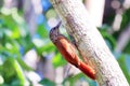 Straight-billed Woodcreeper Dendroplex picus perched on a branch Royalty Free Stock Photo