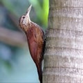 Straight-billed Woodcreeper (Dendroplex picus) perched on a palm tree Royalty Free Stock Photo