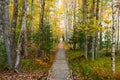 A straight boardwalk to perspective through a colorful fall forest in Acadia National Park, Maine Royalty Free Stock Photo