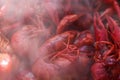 Straight from the boiling water very red cooked whole crawfish with eyes and feelers in a pile with part of the image blurred by