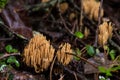 Straight-branched Coral, Ramaria stricta Royalty Free Stock Photo