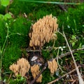 Straight-branched Coral, Ramaria stricta Royalty Free Stock Photo