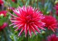 A Straight Cactus Dahlia `Redd Devil` flower