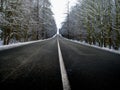 Straight dark asphalt road after snowfal among snow covered trees Royalty Free Stock Photo