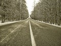 Straight dark asphalt road after snowfal among snow covered trees