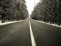 Straight dark asphalt road after snowfal among snow covered trees Royalty Free Stock Photo