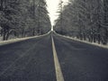 Straight dark asphalt road after snowfal among snow covered trees Royalty Free Stock Photo