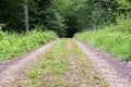 Dirt Road Disappearing into the Forest Royalty Free Stock Photo
