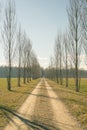 Straight dirt road with row of trees Royalty Free Stock Photo