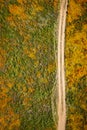 Straight Dirt Road through Wildflowers Royalty Free Stock Photo