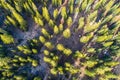 Straight down drone angle above Vast Forests of the Sierra Nevada Forests