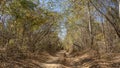 A straight dry dirt road runs through the forest. Ruts are visible.