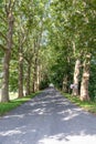 Straight empty country road between huge green trees Royalty Free Stock Photo