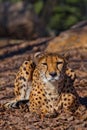 Straight face A bright red cheetah is resting and looking down on a withered grass in the rays of the setting sun Royalty Free Stock Photo