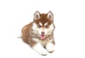 The straight face of the Siberian Husky dog on a white background. Front view of the Siberian puppy isolate on white background